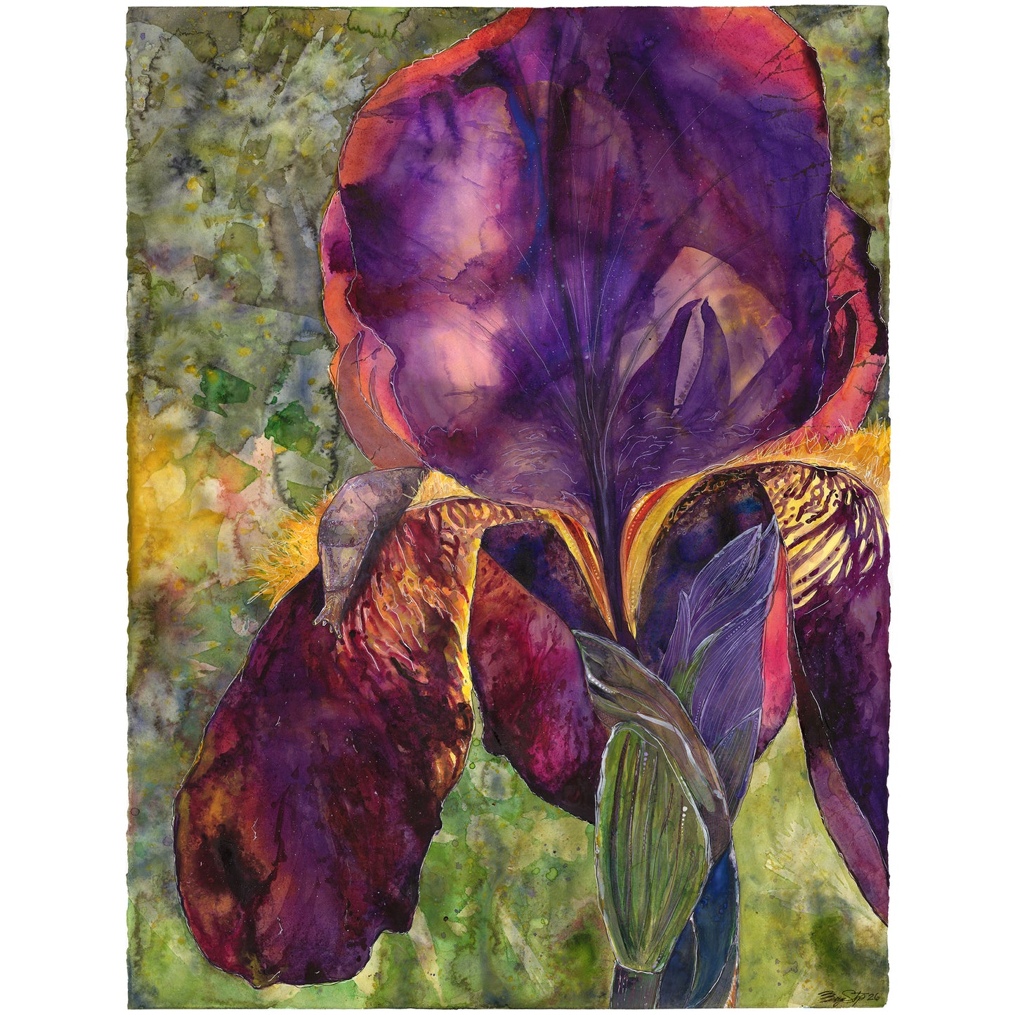 An Iris for Marilynn
