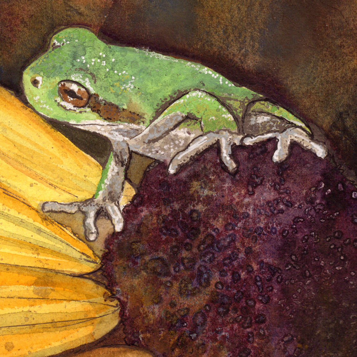 Tree Frog Looking