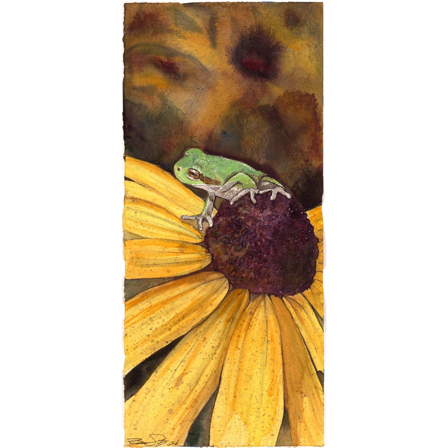 Tree Frog Looking