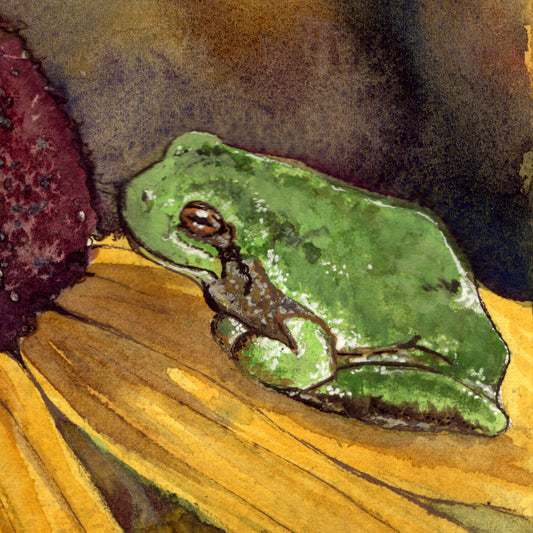 Tree Frog Nose to Nose with Flower