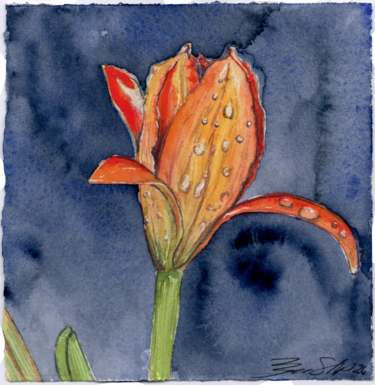 Daylily